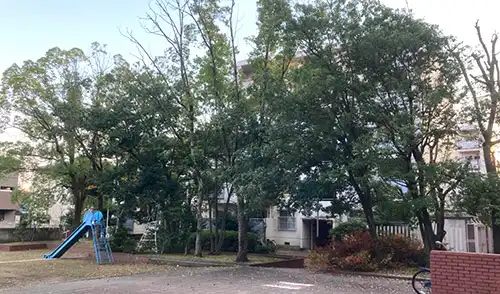 神戸市兵庫区・菊水住宅様・高木剪定作業(強剪定)・伐採 / 施工前