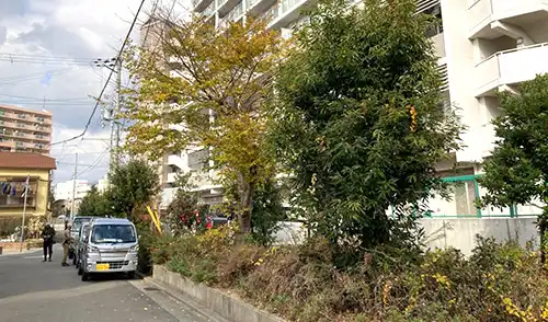 神戸市兵庫区・フレール浜山様・高木超強剪定 / 施工前