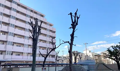 神戸市長田区・松野住宅様・伐採・強剪定 / 施工後