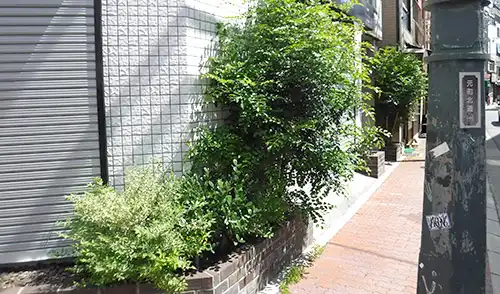 神戸市中央区E様邸・伐採・薬剤散布 / 施工前