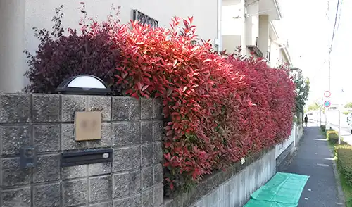 神戸市須磨区F様邸・樹木の刈込・剪定 / 施工前