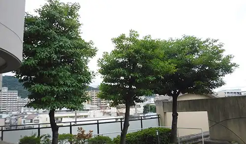 神戸市東灘区・シルバーハイツ北青木住宅様・強剪定 / 施工前