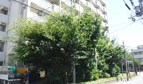 神戸市東灘区・六甲住宅様・高木剪定・強剪定 / 施工前