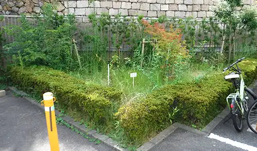 神戸市中央区・新中山手住宅様・草刈・除草・低木刈込 / 施工前