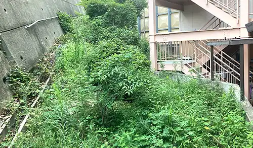 神戸市中央区・ふれんど神戸中山手苑様・草刈・低木刈込 / 施工前