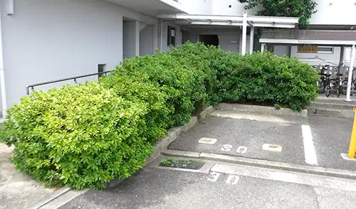 神戸市中央区・東川崎住宅様・低木刈込・高木剪定 / 施工前