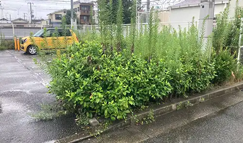 神戸市灘区・上河原住宅様・低木伐採・草刈 / 施工前