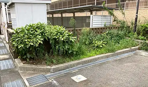 神戸市中央区・新生田川住宅6号棟様・人力除草・低木切り下げ / 施工前