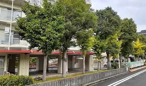 神戸市兵庫区・夢野台住宅様・高木伐採・高木強剪定 / 施工前