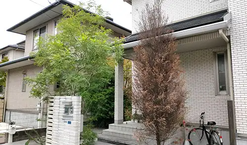 神戸市北区S様邸・高木伐採・剪定 / 施工前