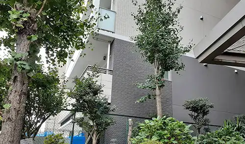 神戸市中央区・磯上住宅様・高木切り下げ / 施工後