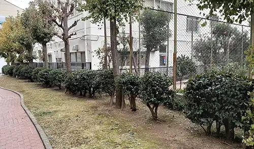 神戸市東灘区・北青木住宅様・年間管理・低木刈込 / 施工後