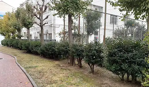 神戸市東灘区・北青木住宅様・年間管理・低木刈込 / 施工前