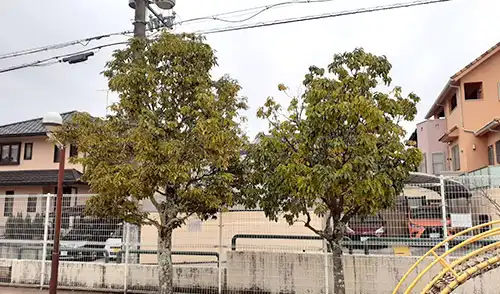 神戸市北区・六甲藤原台幼稚園様・年間管理・樹木剪定 / 施工前