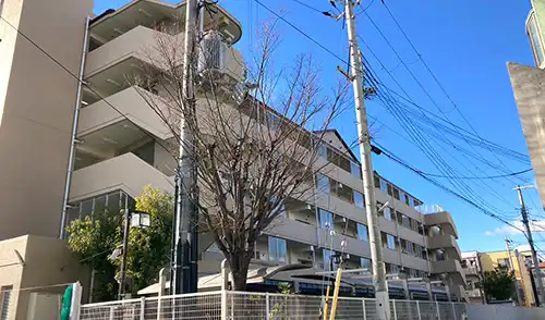 神戸市長田区・水笠西住宅様・高木伐採 / 施工前
