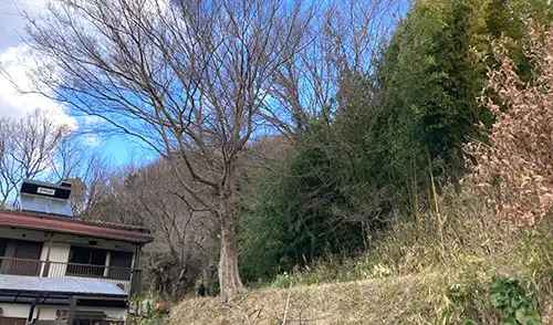神戸市須磨区Y様邸・高木伐採 / 施工前