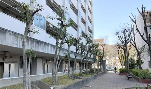 神戸市長田区・菊水住宅5.6号棟様・高木強剪定・枯れ木伐採 / 施工後