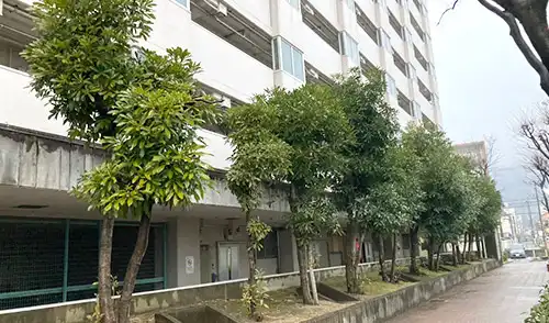 神戸市長田区・菊水住宅5.6号棟様・高木強剪定・枯れ木伐採 / 施工前