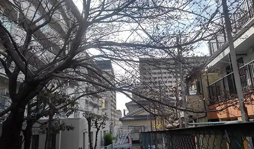 神戸市長田区・番町住宅27号棟様・障害枝剪定・高木伐採 / 施工前
