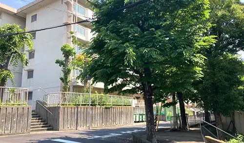 神戸市灘区・岩屋北住宅2号棟様・高木伐採 / 施工前