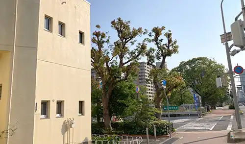 神戸市中央区・新生田川住宅22号棟様・高木伐採・高木強剪定・中木伐採 / 施工後