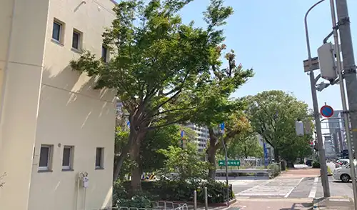 神戸市中央区・新生田川住宅22号棟様・高木伐採・高木強剪定・中木伐採 / 施工前