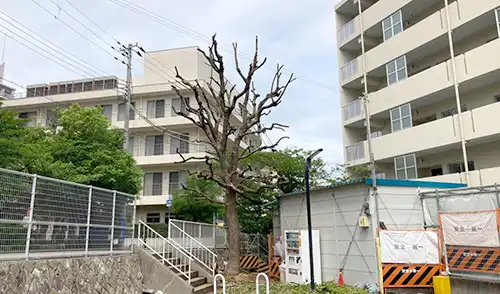 神戸市中央区・下山手住宅様・高木強剪定 / 施工後