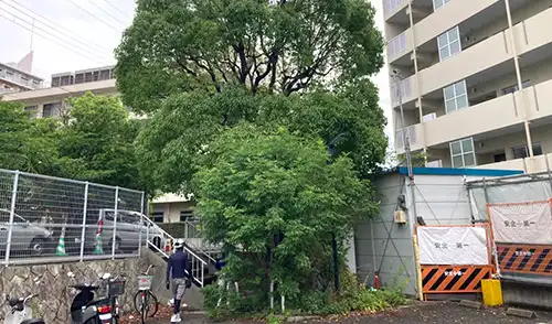神戸市中央区・下山手住宅様・高木強剪定 / 施工前