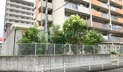 神戸市中央区・小野柄住宅様・高中木伐採・生垣剪定 / 施工前