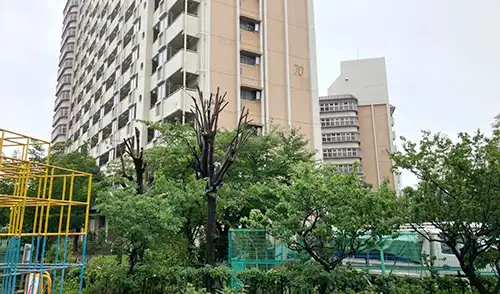神戸市中央区・港島住宅70号棟駐車場様・高木強剪定 / 施工後