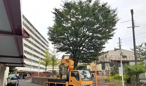 神戸市長田区・夢野台住宅様・高木強剪定・伐採 / 施工前