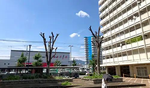 神戸市兵庫区・大御崎住宅様・高木強剪定 / 施工後