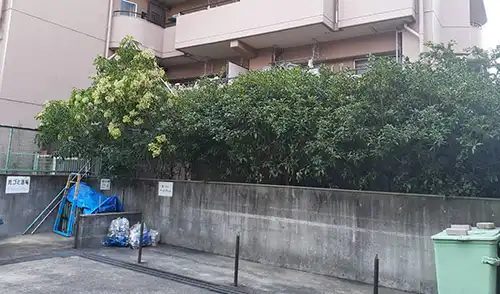 神戸市中央区・旭中央住宅様・障害枝剪定・中木刈込 / 施工前