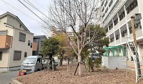 神戸市長田区・フレール浜山様・高木剪定 / 施工前