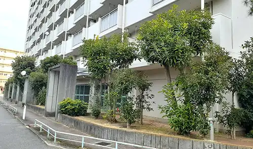 神戸市兵庫区・菊水住宅5.6号棟高木切下げ / 施工前