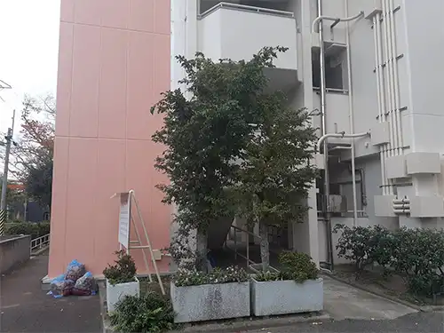神戸市兵庫区夢野住宅3号棟様 / 高木伐採・剪定 / 施工前