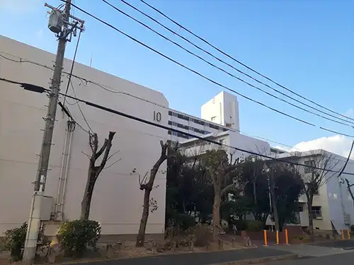 神戸市兵庫区菊水住宅10号棟様 / 高木伐採・切下げ / 施工後