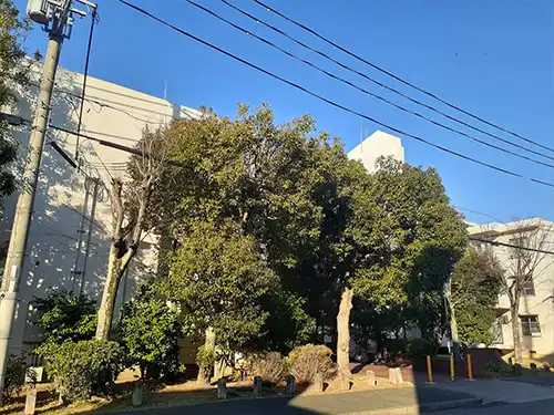 神戸市兵庫区菊水住宅10号棟様 / 高木伐採・切下げ / 施工前
