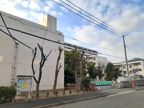 神戸市兵庫区菊水住宅9号棟様 / 高木伐採・切下げ / 施工後