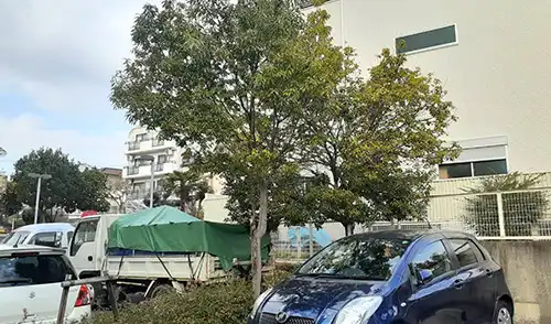 神戸市灘区・灘北第一住宅駐車場様・高木剪定・低木刈込 / 施工前