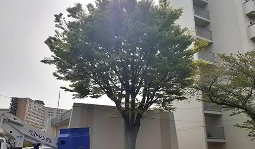 神戸市長田区・房王寺住宅8号棟様・高木強剪定・高木伐採 / 施工前