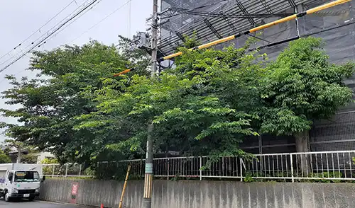 神戸市兵庫区・夢野住宅7号棟様・高木剪定 / 施工前