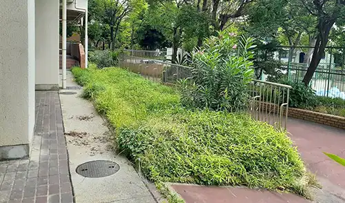 神戸市中央区・港島住宅72号棟様・年間管理・草刈・低木刈込 / 施工前