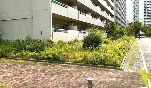 神戸市東灘区・ウェストコート9番街様・年間管理・草刈・低木刈込 / 施工前
