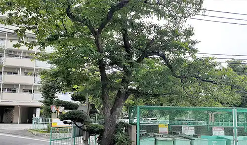 神戸市兵庫区・房王寺住宅3号棟様・高木枯枝撤去 / 施工後