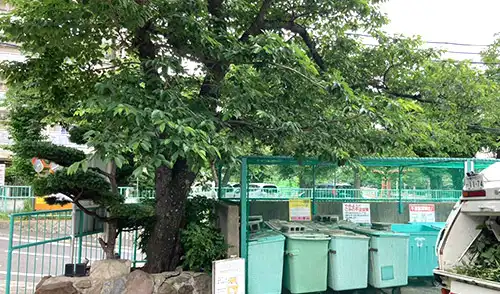 神戸市兵庫区・房王寺住宅3号棟様・高木枯枝撤去 / 施工前