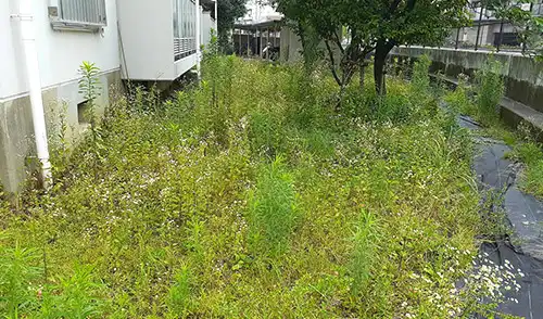 神戸市東灘区・深江南第二住宅様・年間管理・草刈・低木刈込 / 施工前