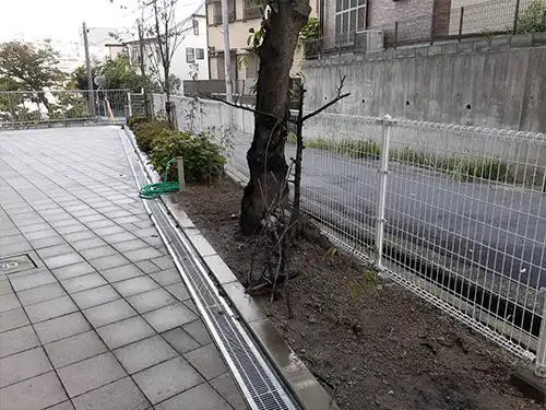 神戸市長田区・重池住宅様・枯木撤去 / 施工前