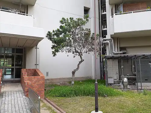 神戸市中央区・港島住宅70号棟様・草刈り・高木伐採 / 施工前